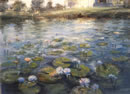 Reflections In A Lilypond - Newcastle